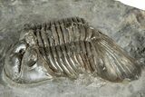 Detailed Scabriscutellum Trilobite - Morocco #359142-1